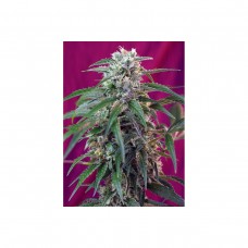 Auto Green Poison - Pack de 3+1 Unidades - Sweet Seeds